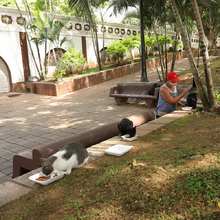 Transe&uacute;ntes deben respetar la vida de los gatos y de los seres sintientes