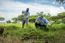 Escenarios comunitarios cale&ntilde;os se embellecen con las tradicionales mingas