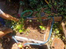 IE Luis Fernando Caicedo le apuesta a las ciencias naturales en aislamiento preventivo. 