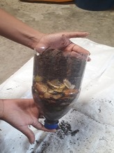 IE Luis Fernando Caicedo le apuesta a las ciencias naturales en aislamiento preventivo. 