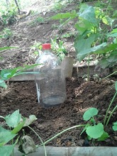 IE Luis Fernando Caicedo le apuesta a las ciencias naturales en aislamiento preventivo. 