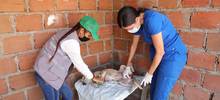 Rutas de atenci&oacute;n animal evidencian enfermedades que se pueden prevenir