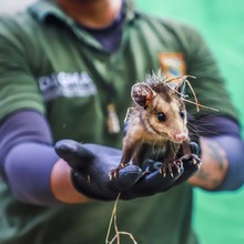 DAGMA libera fauna silvestre en el corregimiento La Buitrera