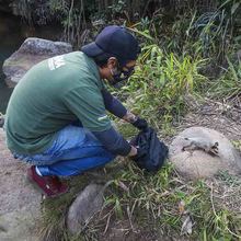 DAGMA libera fauna silvestre en el corregimiento La Buitrera