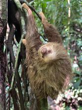 Dagma rescat&oacute; y liber&oacute; a oso perezoso en zona rural 