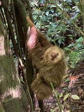 Dagma rescat&oacute; y liber&oacute; a oso perezoso en zona rural 