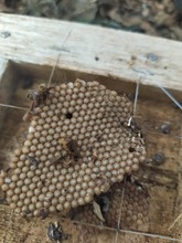 Siete enjambres de abejas nativas sin aguij&oacute;n fueron rescatados y llevados al meliponario del DAGMA