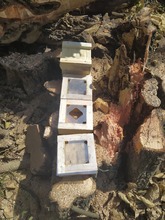 Siete enjambres de abejas nativas sin aguij&oacute;n fueron rescatados y llevados al meliponario del DAGMA