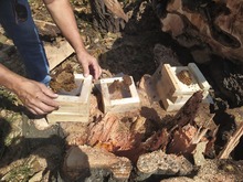 Siete enjambres de abejas nativas sin aguij&oacute;n fueron rescatados y llevados al meliponario del DAGMA