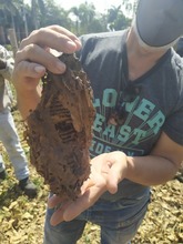 Siete enjambres de abejas nativas sin aguij&oacute;n fueron rescatados y llevados al meliponario del DAGMA