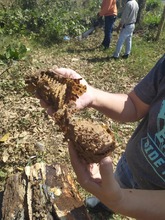 Siete enjambres de abejas nativas sin aguij&oacute;n fueron rescatados y llevados al meliponario del DAGMA