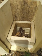 Siete enjambres de abejas nativas sin aguij&oacute;n fueron rescatados y llevados al meliponario del DAGMA