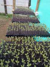 IEO La Leonera hace realidad un proyecto de innovaci&oacute;n en seguridad alimentaria