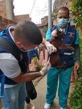 Centro de Zoonosis realizar&aacute; jornadas de vacunaci&oacute;n para caninos y felinos