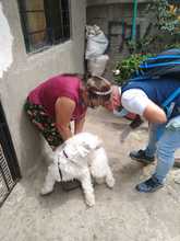 Centro de Zoonosis realizar&aacute; jornadas de vacunaci&oacute;n para caninos y felinos