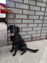 Centro de Zoonosis realizar&aacute; jornadas de vacunaci&oacute;n para caninos y felinos