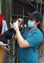 Centro de Zoonosis realizar&aacute; jornadas de vacunaci&oacute;n para caninos y felinos