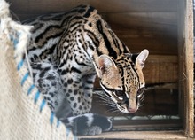 Ocelote