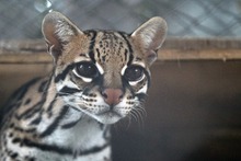 Ocelote