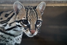 Ocelote