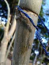 Hay que respetar nuestro patrimonio arb&oacute;reo 