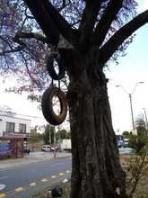 Hay que respetar nuestro patrimonio arb&oacute;reo 