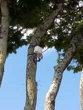 Hay que respetar nuestro patrimonio arb&oacute;reo 