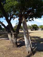 Hay que respetar nuestro patrimonio arb&oacute;reo 