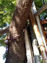 Hay que respetar nuestro patrimonio arb&oacute;reo 