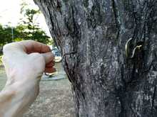 Hay que respetar nuestro patrimonio arb&oacute;reo 