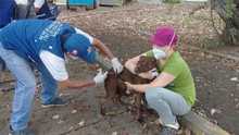 Contin&uacute;an Jornadas de vacunaci&oacute;n antirr&aacute;bica para caninos y felinos