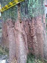 DAGMA denuncia graves afectaciones al arbolado en la Comuna 5