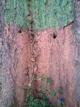 DAGMA denuncia graves afectaciones al arbolado en la Comuna 5