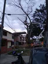 DAGMA denuncia graves afectaciones al arbolado en la Comuna 5