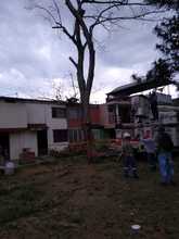 DAGMA denuncia graves afectaciones al arbolado en la Comuna 5