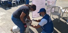 En D&iacute;a mundial contra la rabia, hubo buena participaci&oacute;n en jornada de salud animal 