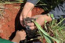 Juventud &lsquo;guardiana de vida&rsquo; sembr&oacute;, bail&oacute; y cant&oacute; en el cerro de Cristo Rey