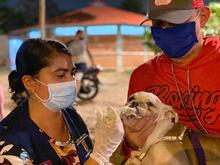 Zoonosis adelanta campa&ntilde;a de vacunaci&oacute;n nocturna 