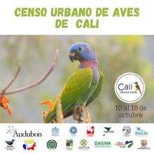 Oiga, mire y vea aves: participa al VI Censo Urbano de Aves.