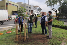 Cali contar&aacute; con un Plan de Silvicultura Urbana para reconciliarse con el medio ambiente