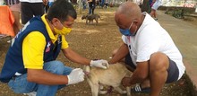 Medidas de bioseguridad en la jornada de salud animal de la comuna 5 