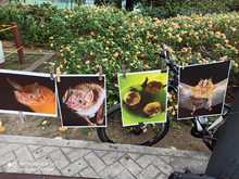 Octubre, mes de los murci&eacute;lagos en Latinoam&eacute;rica