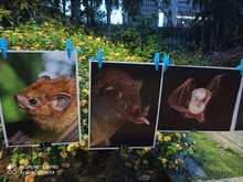 Octubre, mes de los murci&eacute;lagos en Latinoam&eacute;rica