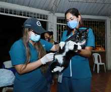 Salud P&uacute;blica comprometida con los animales de compa&ntilde;&iacute;a