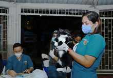 Salud P&uacute;blica comprometida con los animales de compa&ntilde;&iacute;a