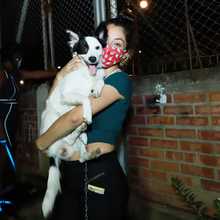 Salud P&uacute;blica comprometida con los animales de compa&ntilde;&iacute;a