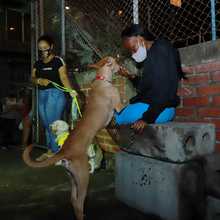 Salud P&uacute;blica comprometida con los animales de compa&ntilde;&iacute;a