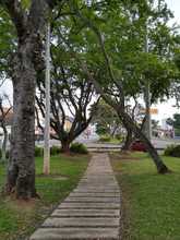 Un Plan de Silvicultura Urbana renovado present&oacute; el DAGMA 