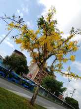 Un Plan de Silvicultura Urbana renovado present&oacute; el DAGMA 