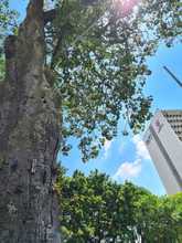 Un Plan de Silvicultura Urbana renovado present&oacute; el DAGMA 